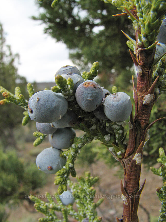 juniper berries (Juniperus occidentalis) [Alder Springs Trail, Jefferson County, Oregon]