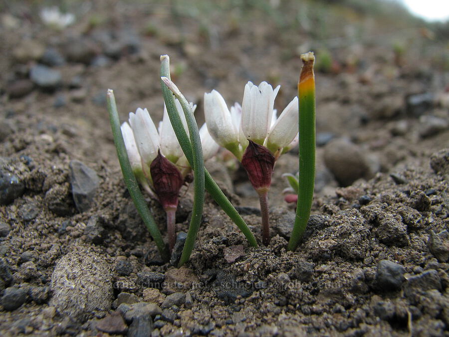 small onion flowers (Allium sp.) [Alder Springs Trail, Jefferson County, Oregon]