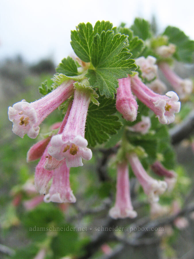 wax currant flowers (Ribes cereum) [Alder Springs Trail, Jefferson County, Oregon]