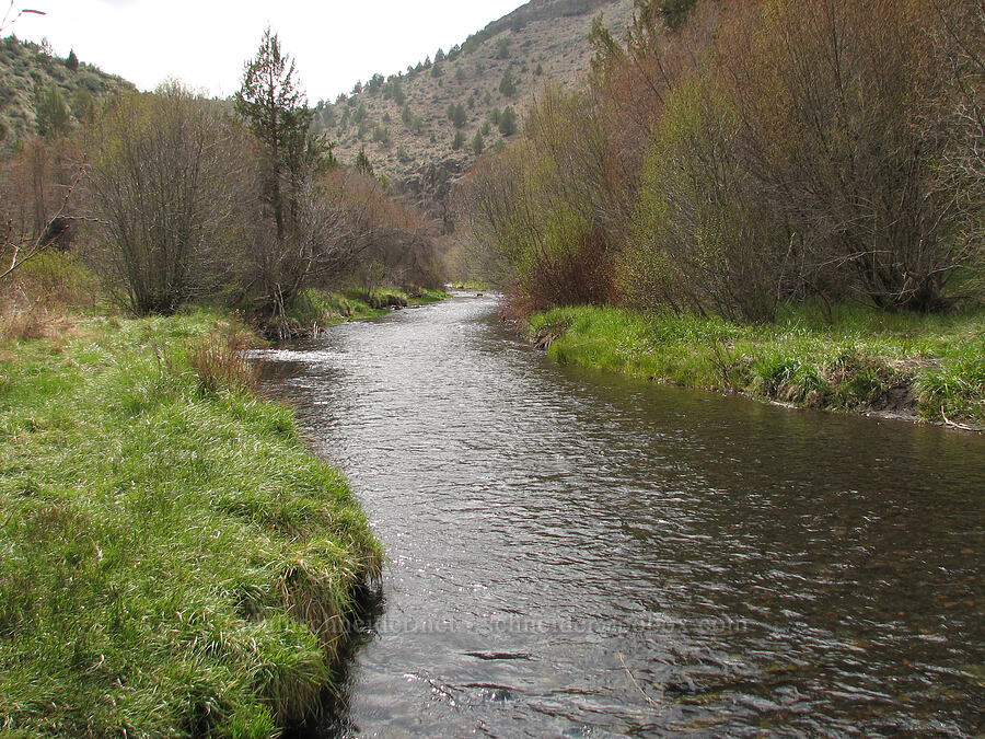 Whychus Creek [Alder Springs, Jefferson County, Oregon]