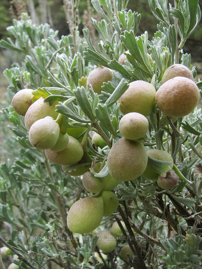 sponge galls on sagebrush (Rhopalomyia pomum, Artemisia tridentata) [Alder Springs, Jefferson County, Oregon]