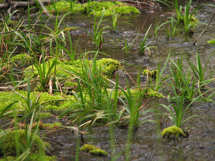 freshwater spring [Alder Springs, Jefferson County, Oregon]