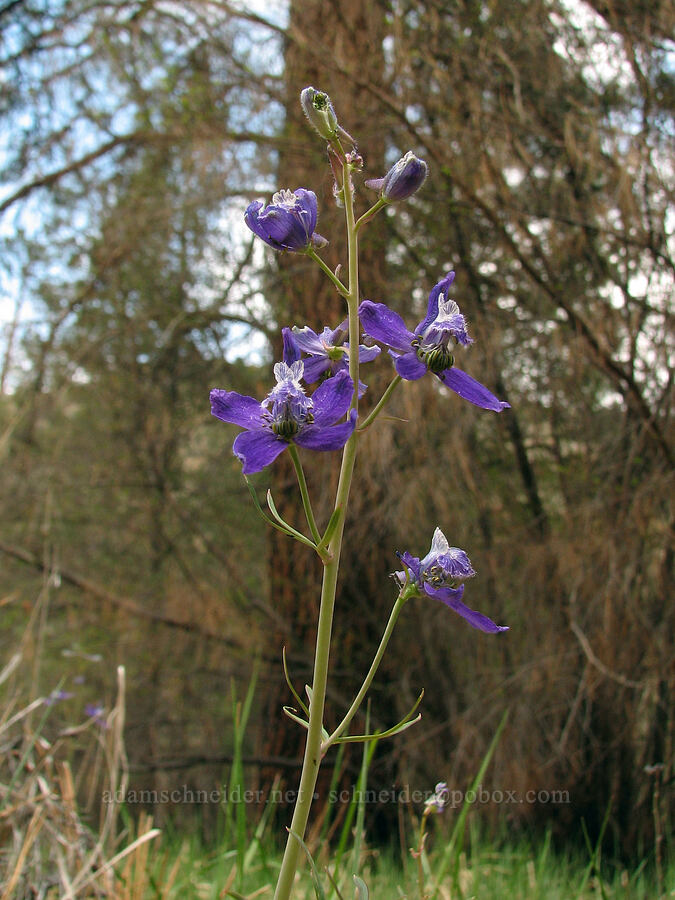 larkspur (Delphinium nuttallianum) [Alder Springs, Jefferson County, Oregon]