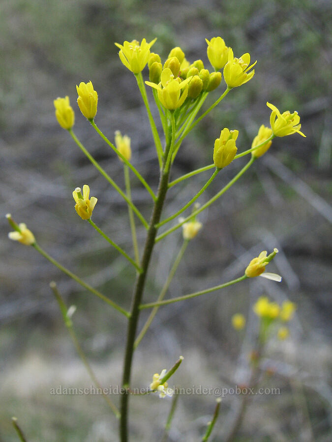 tansy mustard (Descurainia sp.) [Alder Springs Trail, Jefferson County, Oregon]