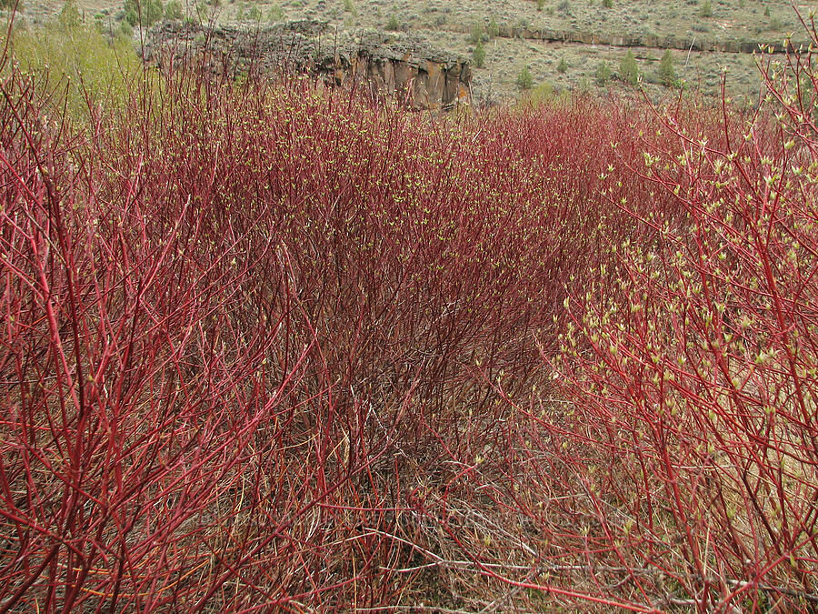 red osier dogwood thicket (Cornus sericea) [Alder Springs Trail, Jefferson County, Oregon]