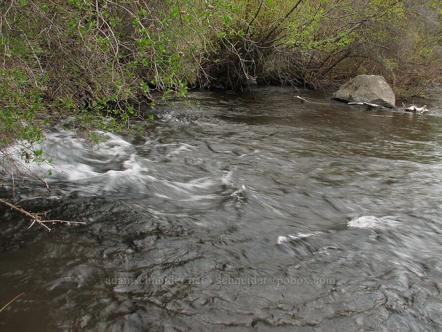 spring gushing out of the bank of Whychus Creek [Alder Springs Trail, Jefferson County, Oregon]