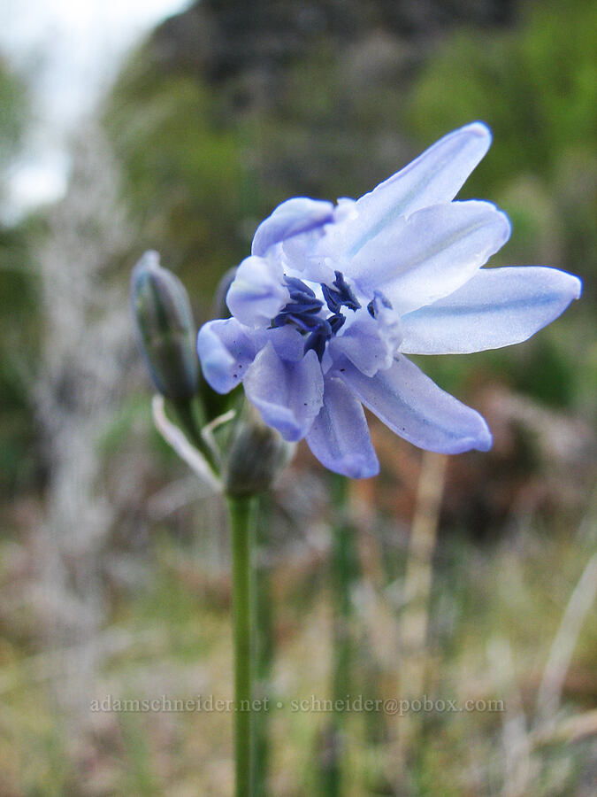 cluster lily (Triteleia grandiflora) [Alder Springs Trail, Jefferson County, Oregon]