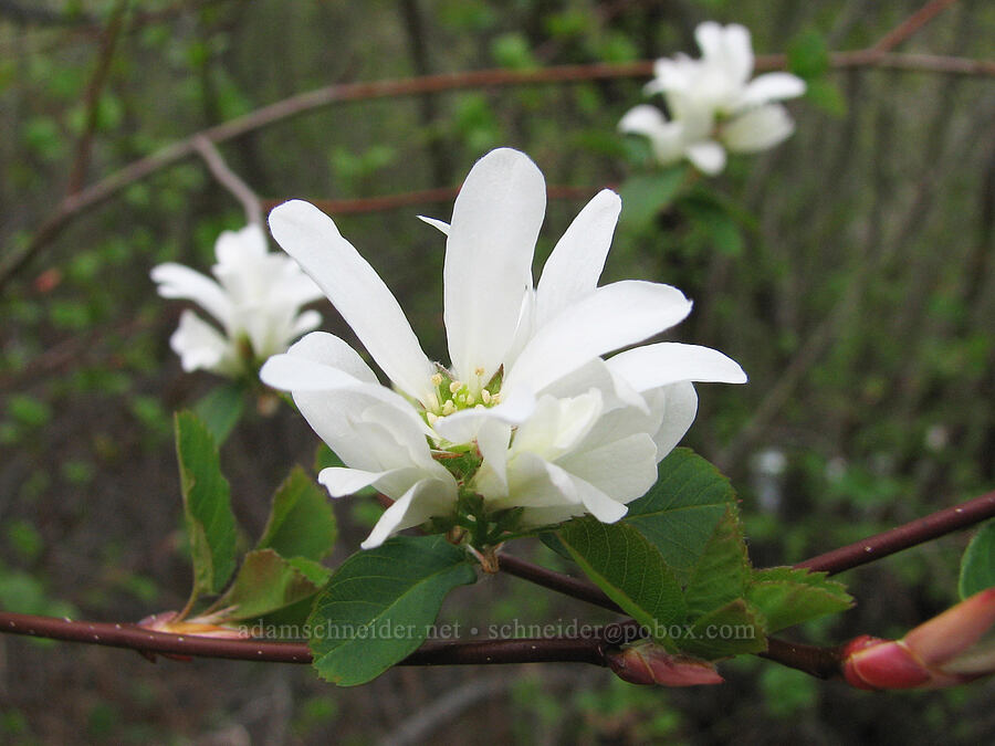 serviceberry blossoms (Amelanchier alnifolia) [Alder Springs Trail, Jefferson County, Oregon]