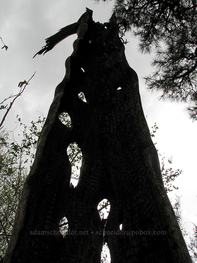 burnt-out pine tree [Alder Springs Trail, Jefferson County, Oregon]