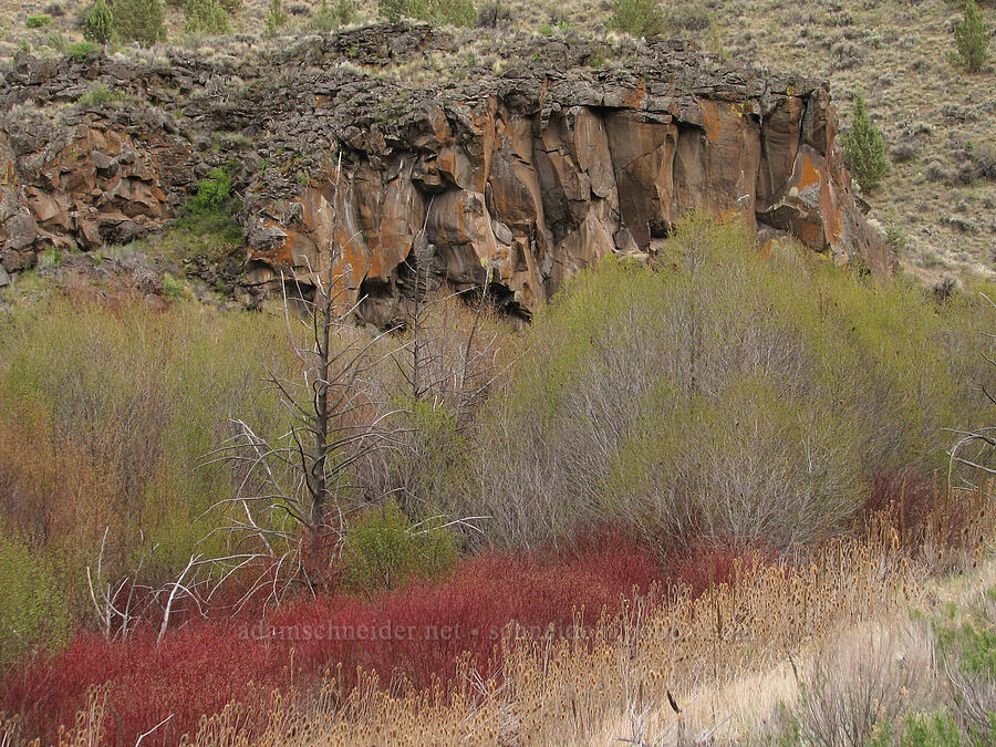 cliffs & colorful shrubs [Alder Springs Trail, Jefferson County, Oregon]