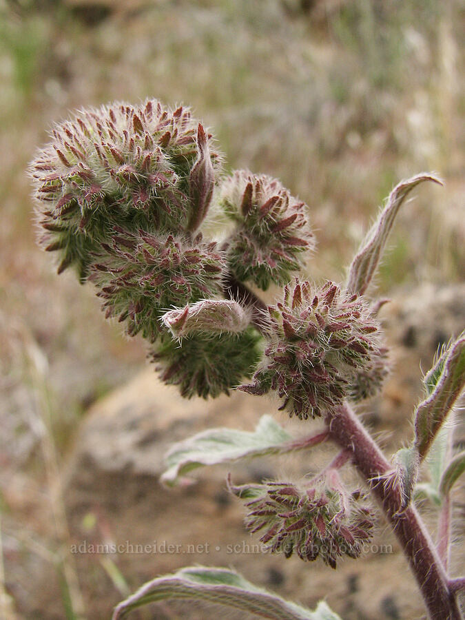 phacelia (Phacelia heterophylla) [Alder Springs Trail, Jefferson County, Oregon]