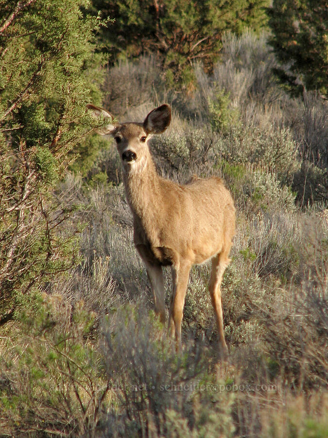 black-tailed deer (Odocoileus hemionus) [Forest Road 6360, Jefferson County, Oregon]