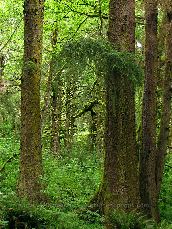 mossy trees [Cascade Head Trail, Tillamook County, Oregon]