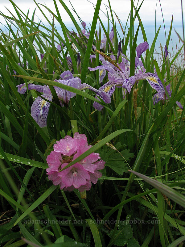hairy-stem checker mallow & Oregon iris (Sidalcea hirtipes, Iris tenax) [Cascade Head Trail, Tillamook County, Oregon]