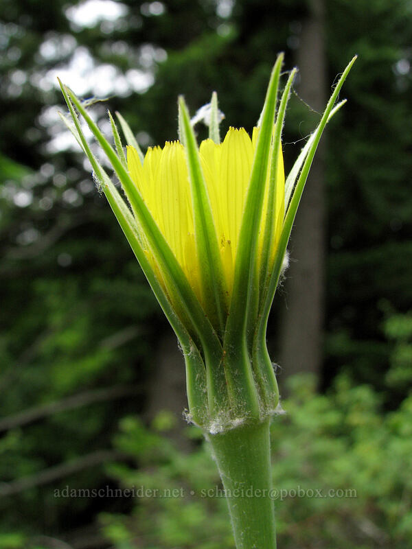 yellow salsify (Tragopogon dubius) [Augspurger Trail, Skamania County, Washington]