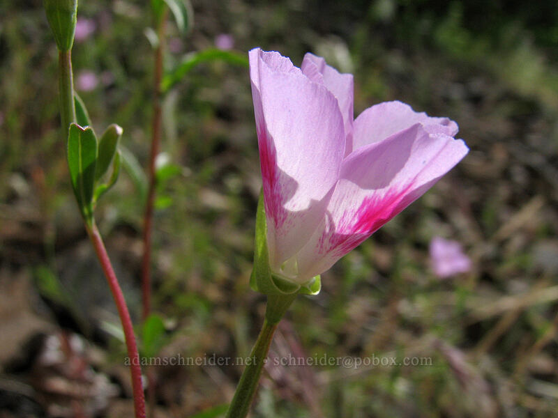 farewell-to-spring (Clarkia amoena) [Augspurger Trail, Skamania County, Washington]