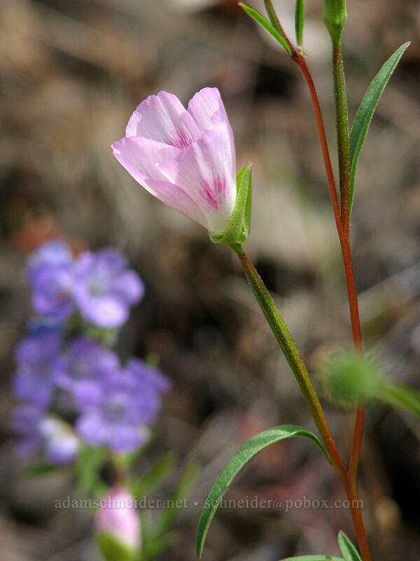 farewell-to-spring & threadleaf phacelia (Clarkia amoena, Phacelia linearis) [Augspurger Trail, Skamania County, Washington]