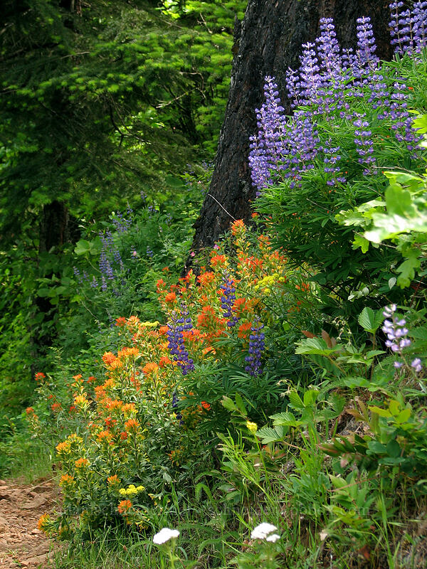 lupine & paintbrush (Lupinus sp., Castilleja hispida) [Augspurger Trail, Skamania County, Washington]