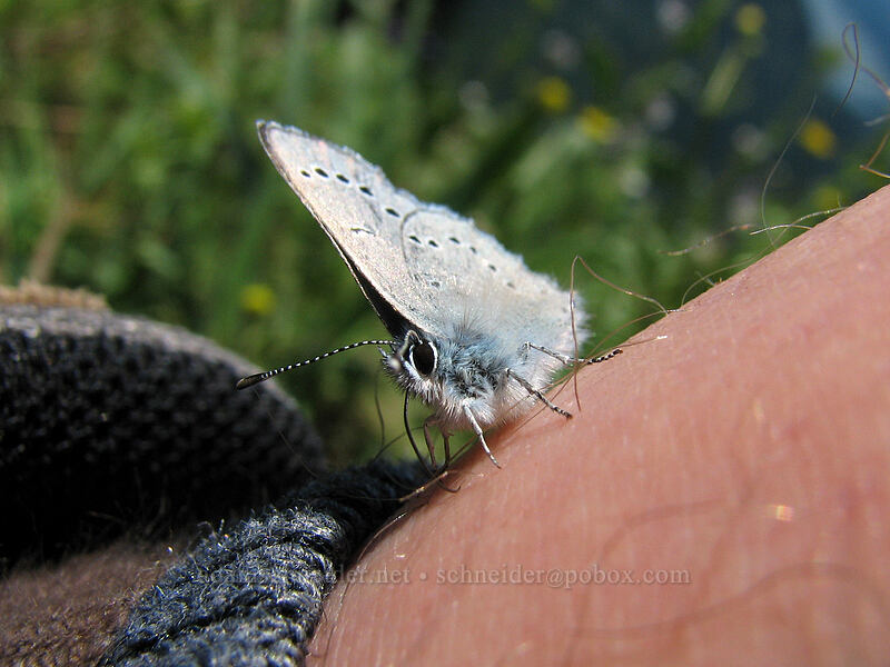 silvery blue butterfly on my ankle (Glaucopsyche lygdamus) [Dog Mountain, Skamania County, Washington]