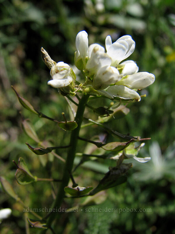 rock penny-cress (Noccaea fendleri ssp. glauca (Thlaspi fendleri var. glaucum)) [Dog Mountain Trail, Skamania County, Washington]
