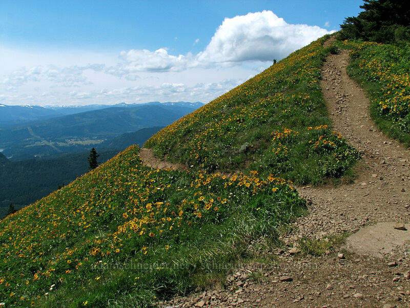 trails through balsamroot (Balsamorhiza sp.) [Puppy Dog Mountain lookout site, Skamania County, Washington]