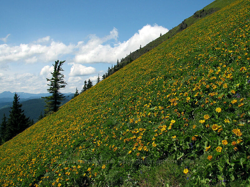 balsamroot (Balsamorhiza sp.) [Dog Mountain Trail, Skamania County, Washington]