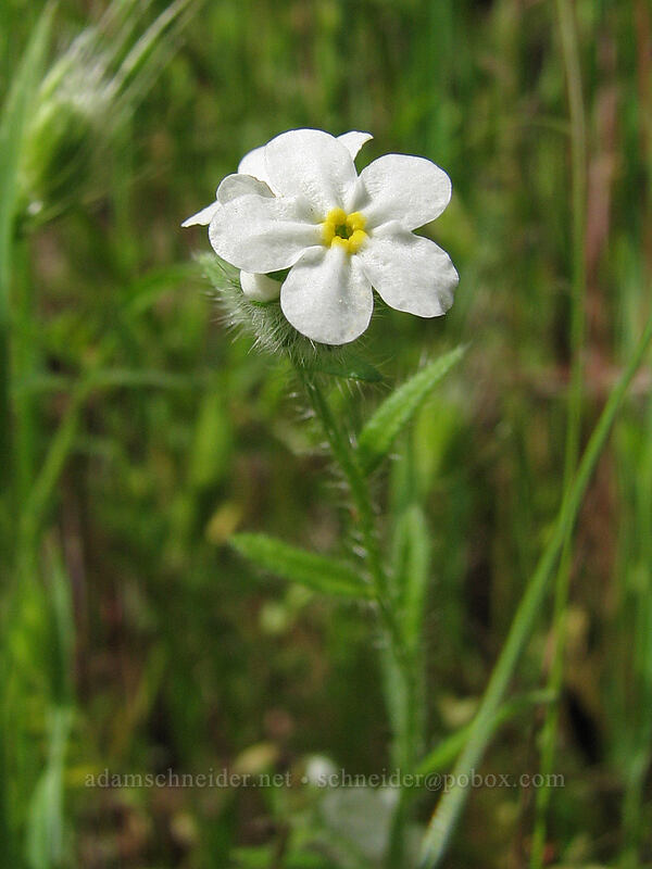 popcorn flower or cryptantha [Dog Mountain Trail, Skamania County, Washington]