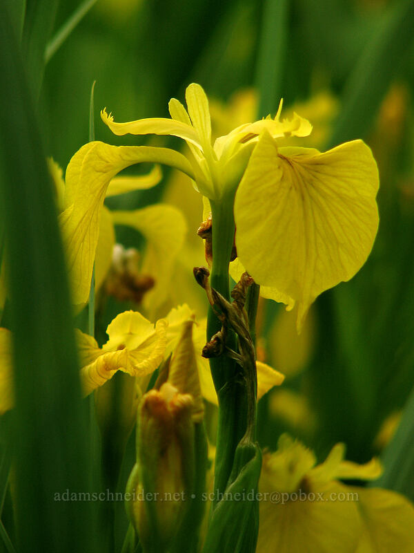 yellow irises (Iris pseudacorus) [Ice House Lake, Skamania County, Washington]