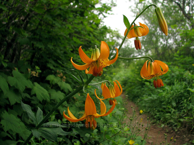 tiger lilies (Lilium columbianum) [Silver Star Mountain trail, Gifford Pinchot Nat'l Forest, Skamania County, Washington]