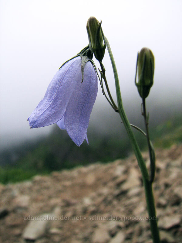 harebells (Campanula rotundifolia) [Silver Star Mountain trail, Gifford Pinchot Nat'l Forest, Skamania County, Washington]