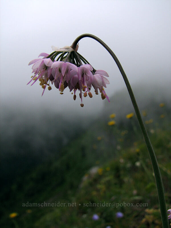 nodding onion (Allium cernuum) [Silver Star Mountain trail, Gifford Pinchot Nat'l Forest, Skamania County, Washington]