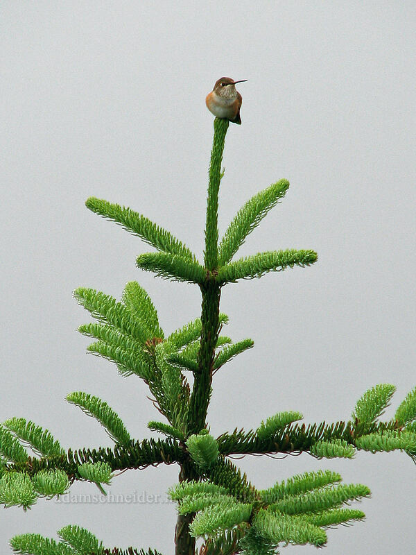 rufous hummingbird (Selasphorus rufus) [Ed's Trail, Silver Star Mountain, Gifford Pinchot Nat'l Forest, Skamania County, Washington]