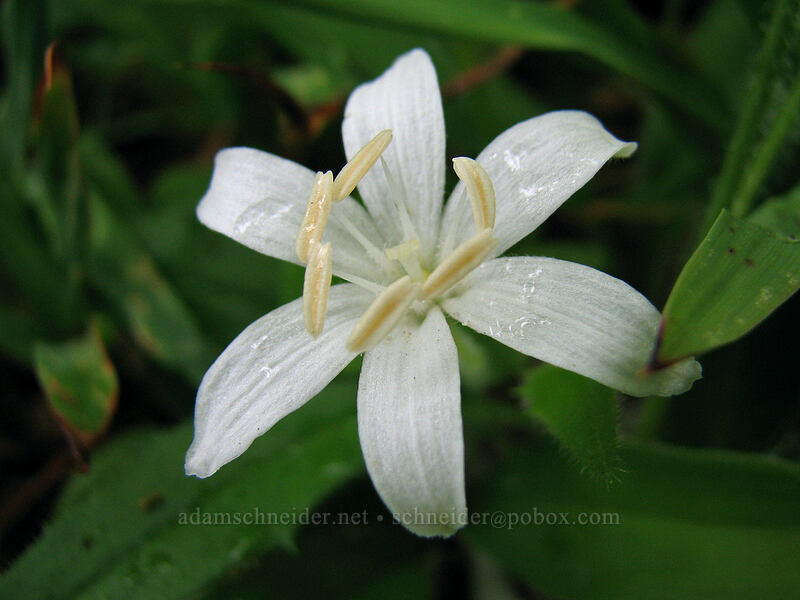 bead lily (Clintonia uniflora) [Ed's Trail, Silver Star Mountain, Gifford Pinchot Nat'l Forest, Skamania County, Washington]