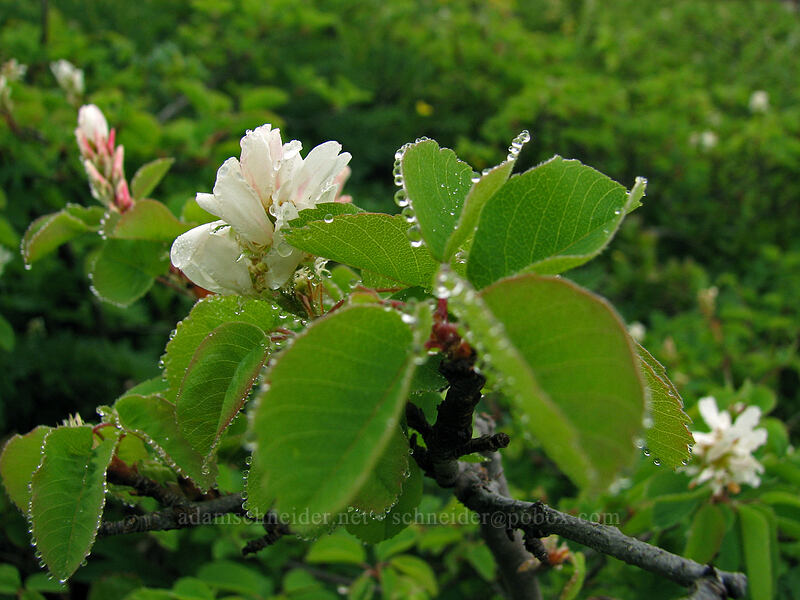 serviceberries (Amelanchier alnifolia) [Ed's Trail, Silver Star Mountain, Gifford Pinchot Nat'l Forest, Skamania County, Washington]
