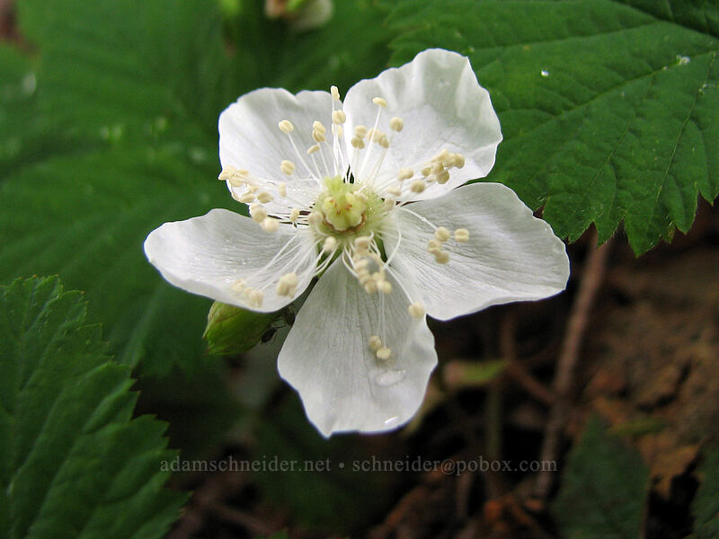 dwarf bramble (Rubus lasiococcus) [Ed's Trail, Silver Star Mountain, Gifford Pinchot Nat'l Forest, Skamania, Washington]