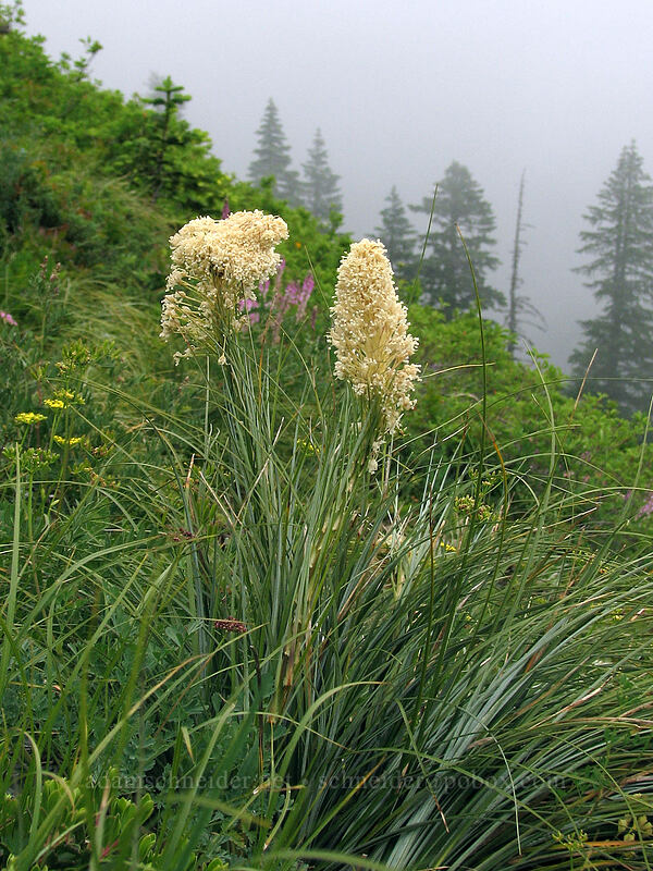 beargrass (Xerophyllum tenax) [Ed's Trail, Silver Star Mountain, Gifford Pinchot Nat'l Forest, Skamania, Washington]