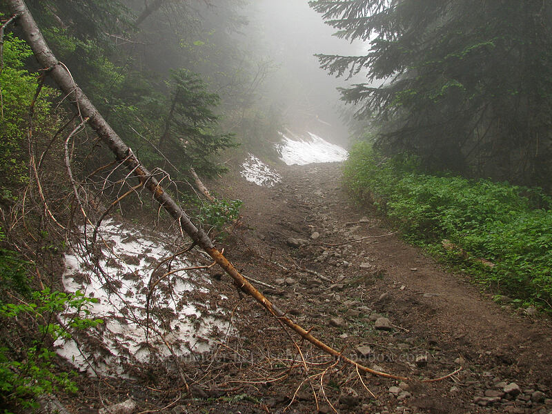 trail toward the summit [Silver Star Mountain trail, Gifford Pinchot Nat'l Forest, Skamania, Washington]