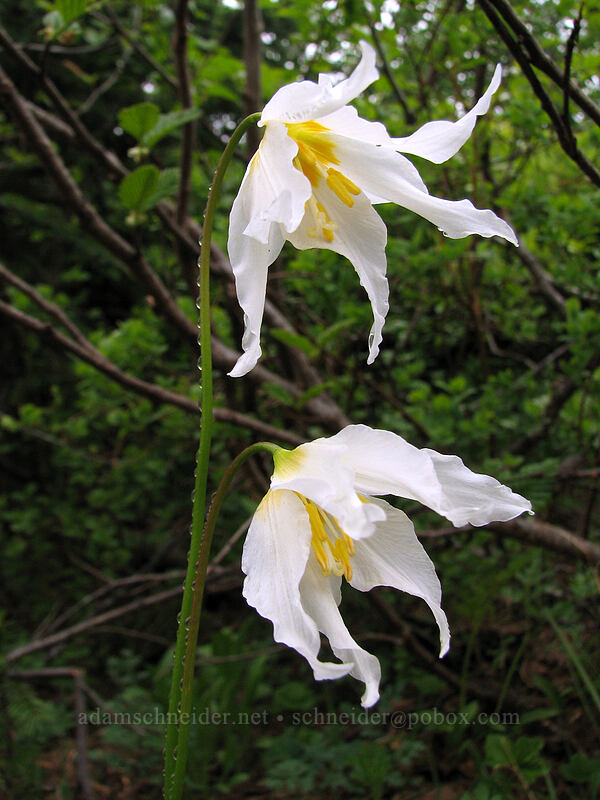 avalanche lilies (Erythronium montanum) [Silver Star Mountain trail, Gifford Pinchot Nat'l Forest, Skamania, Washington]