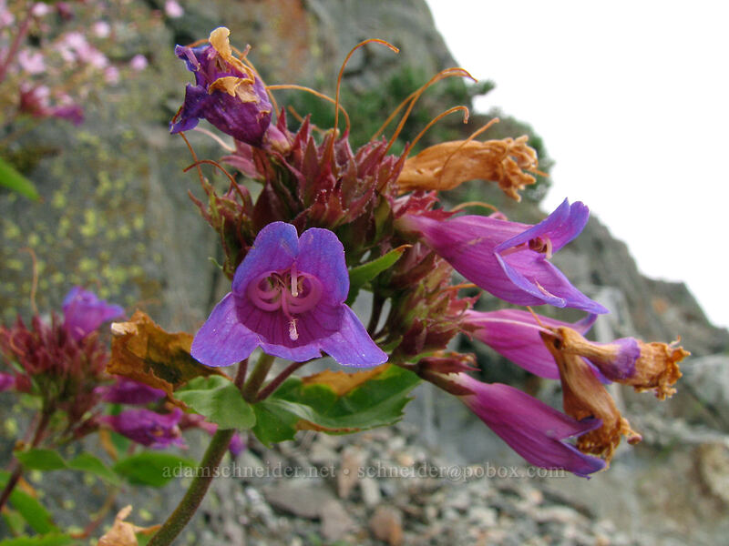 Cascade penstemon (Penstemon serrulatus) [Silver Star Mountain summit, Gifford Pinchot Nat'l Forest, Skamania, Washington]