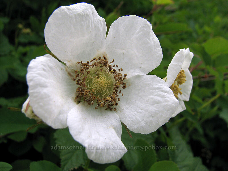 thimbleberry (Rubus parviflorus) [Silver Star Mountain trail, Gifford Pinchot Nat'l Forest, Skamania, Washington]
