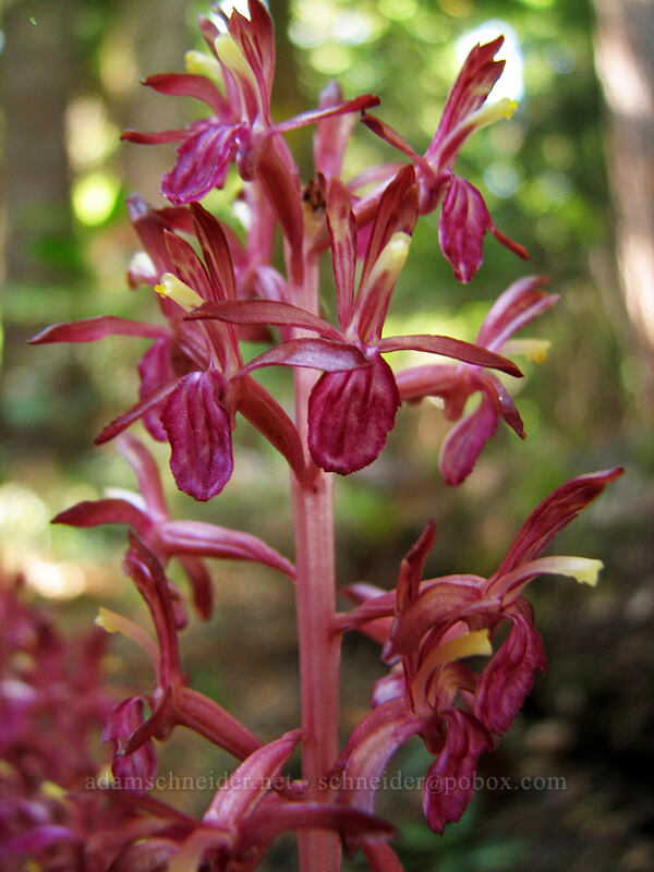 western coral-root orchid (Corallorhiza mertensiana) [Vista Ridge Trail, Mt. Hood National Forest, Hood River, Oregon]