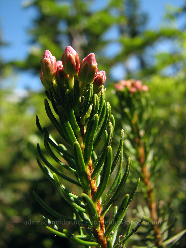 pink mountain heather (Phyllodoce empetriformis) [Vista Ridge Trail, Mt. Hood National Forest, Hood River, Oregon]