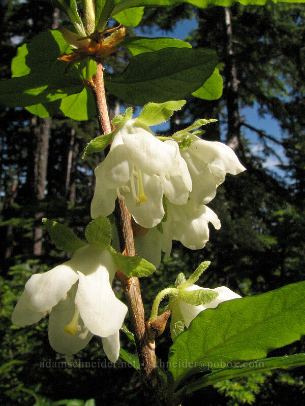 Cascade azalea (Rhododendron albiflorum) [Vista Ridge Trail, Mt. Hood National Forest, Hood River, Oregon]