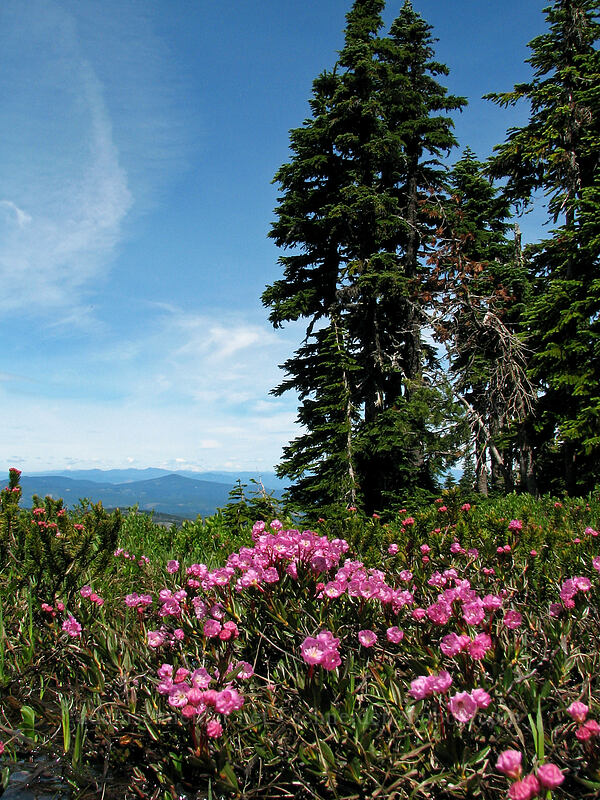 pink mountain heather (Phyllodoce empetriformis) [Wy'east Basin, Mt. Hood Wilderness, Hood River, Oregon]