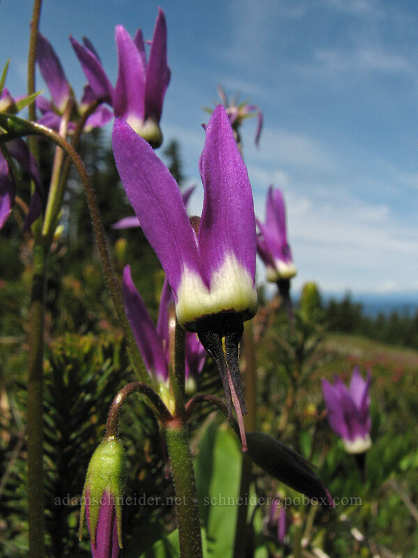 shooting stars (Dodecatheon jeffreyi (Primula jeffreyi)) [Wy'east Basin, Mt. Hood Wilderness, Hood River, Oregon]