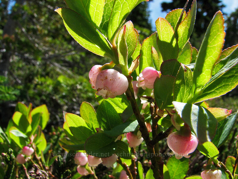 blueberry flowers (Vaccinium deliciosum) [Wy'east Basin, Mt. Hood Wilderness, Hood River, Oregon]
