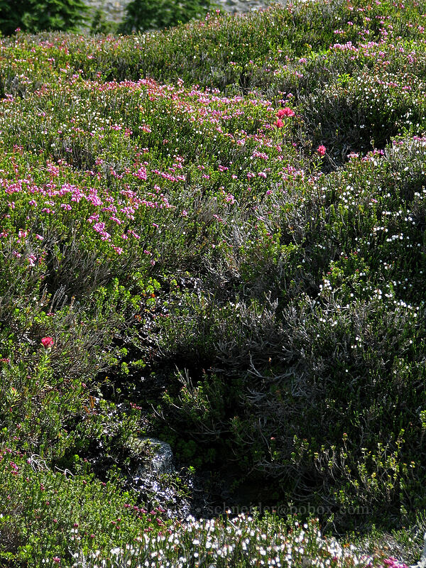 flower-covered hillside [Barrett Spur Trail, Mt. Hood Wilderness, Hood River, Oregon]