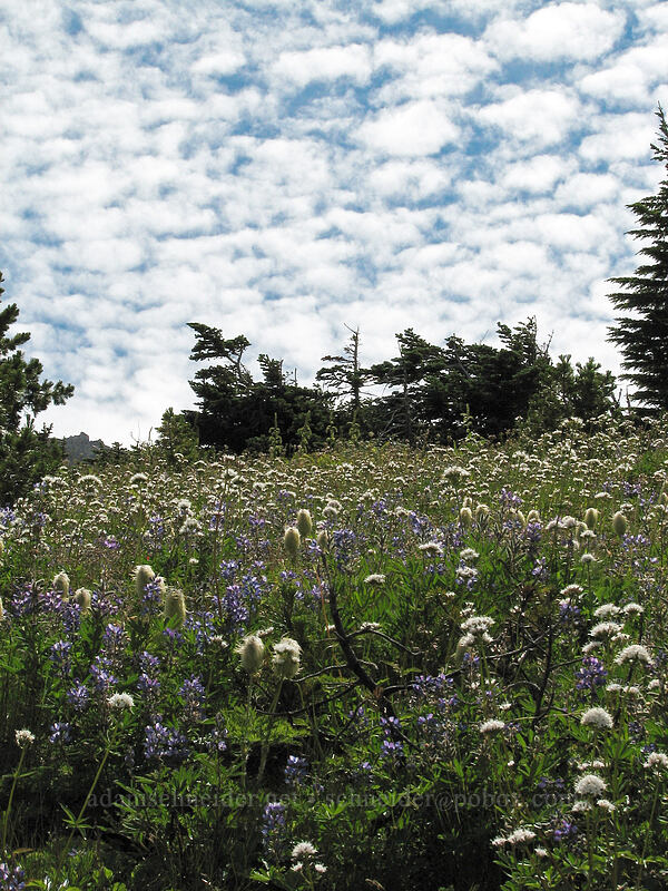 scattered clouds & pasqueflower seedheads (Anemone occidentalis (Pulsatilla occidentalis)) [Barrett Spur Trail, Mt. Hood Wilderness, Hood River, Oregon]