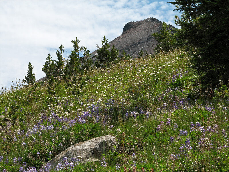 Barrett Spur & wildflowers [Barrett Spur Trail, Mt. Hood Wilderness, Hood River, Oregon]