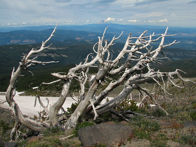 dead pines & Mount Adams [Barrett Spur Trail, Mt. Hood Wilderness, Hood River, Oregon]